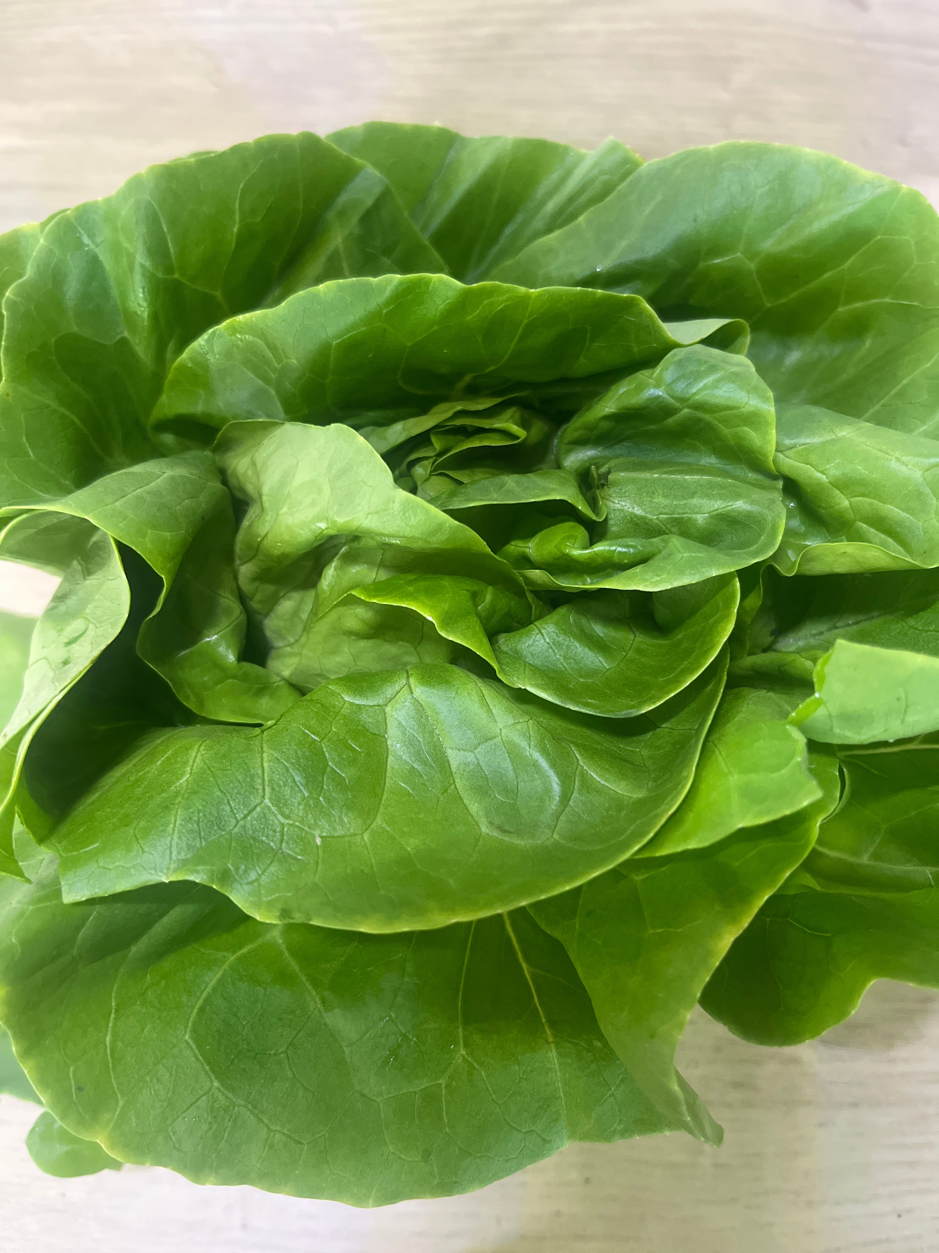 Flat Lettuce