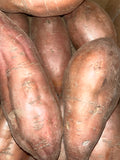 Sweet Potato