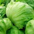 Iceberg Lettuce