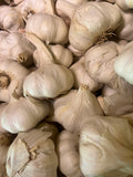 Bulb of Garlic